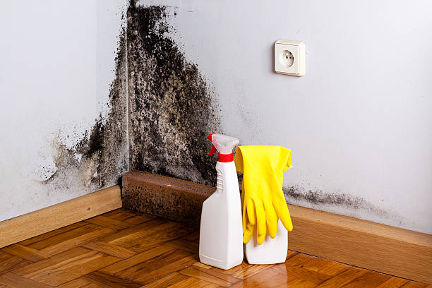 Best Mold Damage Repair  in Palmer Ranch, FL