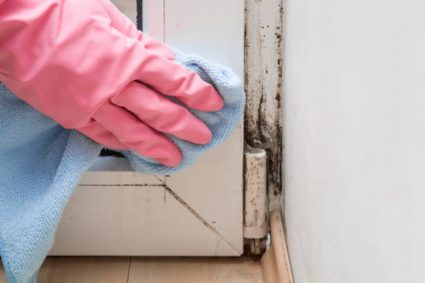 Best Commercial Mold Removal  in Palmer Ranch, FL